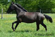 Andalusier, Stute, Rappe, 4 Jahre, 152 cm, angeritten