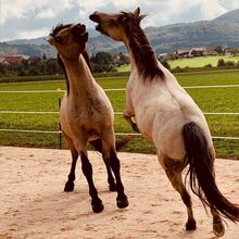 Andalusier und Welsh A Wallache, nur zusammen