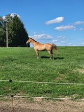 Appaloosa 7-jährig mit Ausnahme-Traumcharacter