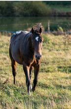 Appaloosa Hengst Aphc