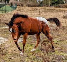 Appaloosa Hengst ApHCG Papier