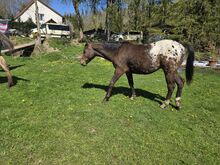 Appaloosa Hengstfohlen