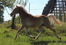 Araber-Haflinger Hengst zu Verkaufen im Auftrag