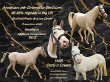 Arab stallion at stud (UK) ARABIAN CREMELLO STALLION 96.88% At Stud