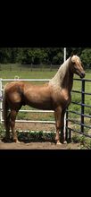 ASB Palomino Stallion Standing at Stud