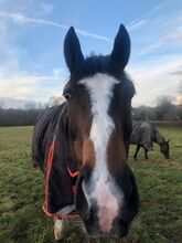 Eye catching Dressage Prospect