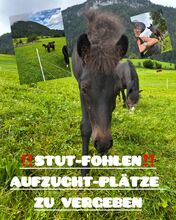 Aufzuchtpätze für Stut-Fohlen