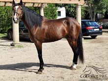 Ausdrucks-und Bewegungsstarker PRE Hengst - 2020 - ca. 1.65 m