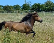 ausdruckstarker Ponyhengst Pony Hengst zu verkaufen