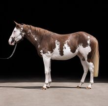 Außergewöhnliche Paint Horse Stute mit Qualität, Ausstrahlung & Top-Charakter