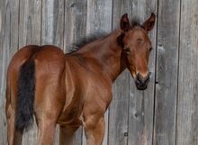 Außergewöhnliches AQHA Quarter Horse Hengstfohlen mit viel Potenzial