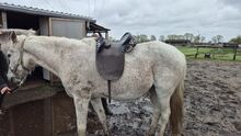 Australischer Stocksattel