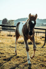 Azteca Hengst Fohlen 05/2023 Paint Horse Andalusier