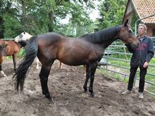 Sehr lieber ruhiger Wallach, 12j. 165cm