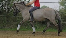 Kinderpony, Therapiepony, Schulpony