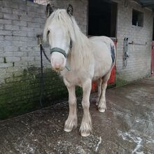 Batman - our young gelding for sale