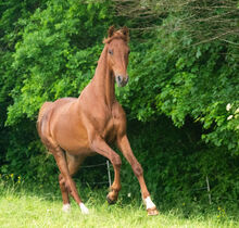 Wunderschöne 2-jährige American Saddlebred Stute