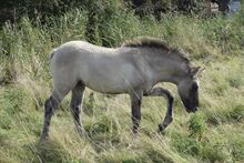 Wunderschöne 3 j. Highlandpony Stuten