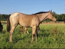 Liebe Bay Roan Quarter Horse Stute mit Foundation-Blutlinien