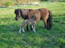 Wunderschöne Hengstfohlen Partbred Shetty Falbe