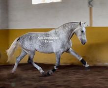 Beautiful gray horse / PRE