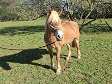 Schöne Edelbluthaflingerstute