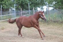 Wunderschöne, weit entwickelte Quarter Horse Stute mit excellenter Abstammung