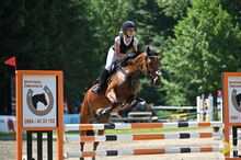 Belgisches Sportpony mit Turniererfahrung