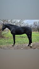 Belgian bred KWPN stallion for sale