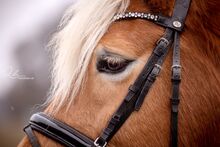 Bergfee - Haflinger Stute, 8 Jahre, Fuchs mit hellem Langhaar
