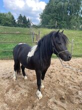 Liebe Shettys abzugeben