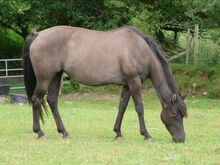 Bewährte grullo QH Zuchtstute aus alter Reining- und Cutting-Linie