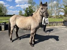 Grote Knappe c pony ruin