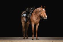 bildhübscher, allroundgezogener Quarter Horse Wallach in red roan