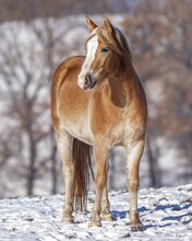 bildhübscher, bewegungsstarker Haflinger Wallach