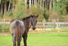 bildhübsches Herzenspferd (Quarter Horse) in Smoky Blue Roan abzugeben
