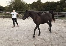 Black Arabian Horses Gelding