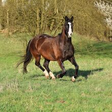 Schwarzbraune, liebevolle Quarter Horse Stute