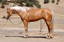 "Blaze" Palomino Gelding Quarter Horse