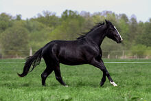 Eyecatcher in Black