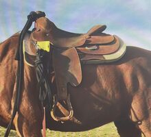 Blue Ribbon Arbeitssattel