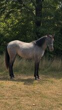 Blue Roan Eyecatcher