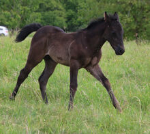 Blue Roan Eyecatcher