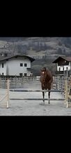 Brave Stute mit Potenzial für den Springsport