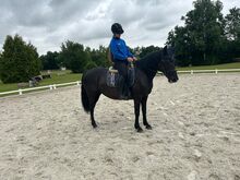 Brave Ponystute für Dressur/Springen/Vielseitigkeit