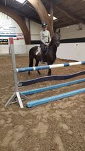 Brave Ponystute
