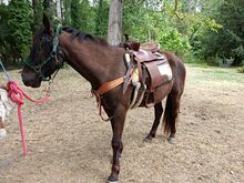 Selle western Bronco Bronco Virginie Pavon