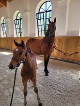 Zuchtstute wegen Zuchtaufgabe abzugeben