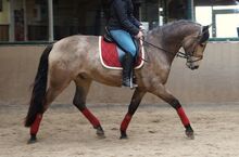 Buckskin PRE Wallach ist 7 Jahre alt und 1,69 m groß.