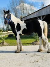 Entire Irish Cob For sale 2020 Coloured Breed Irish Cob